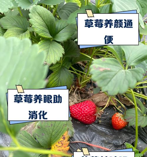 草莓的花语有哪些特别之处？