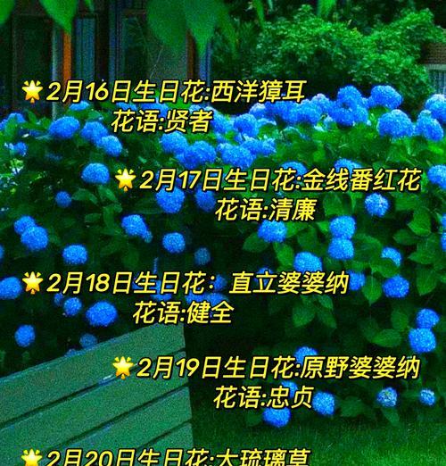 12月1日对应的花语是什么？它有何特别之处？