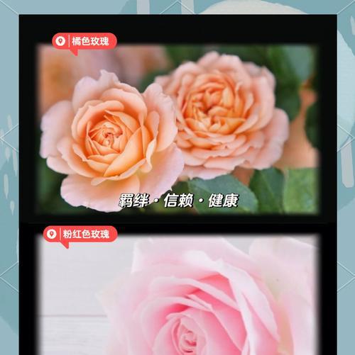 女生送花时花语是什么？花语中隐藏的含义是什么？