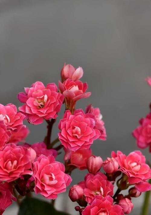 红色长寿花的花语代表什么？红色长寿花的花语有何含义？