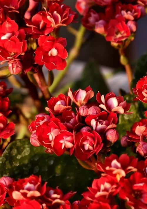 红色长寿花的花语代表什么？红色长寿花的花语有何含义？