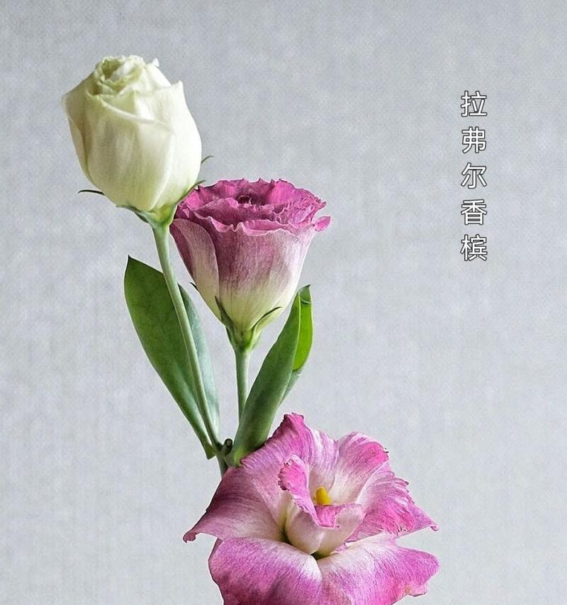 粉色洋桔梗的花语有何含义？
