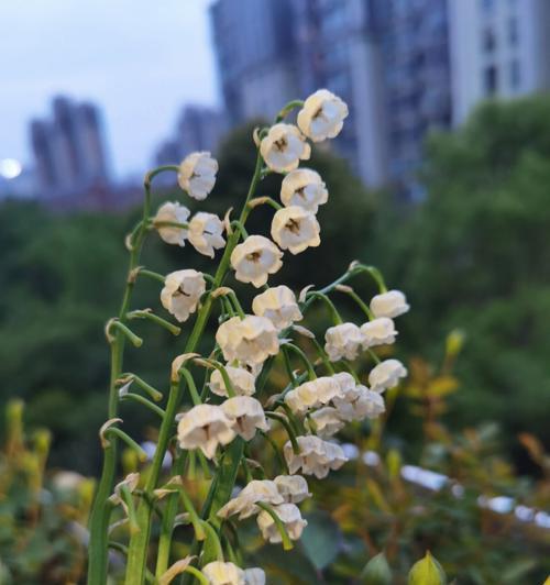 铃兰花是否象征永生花？
