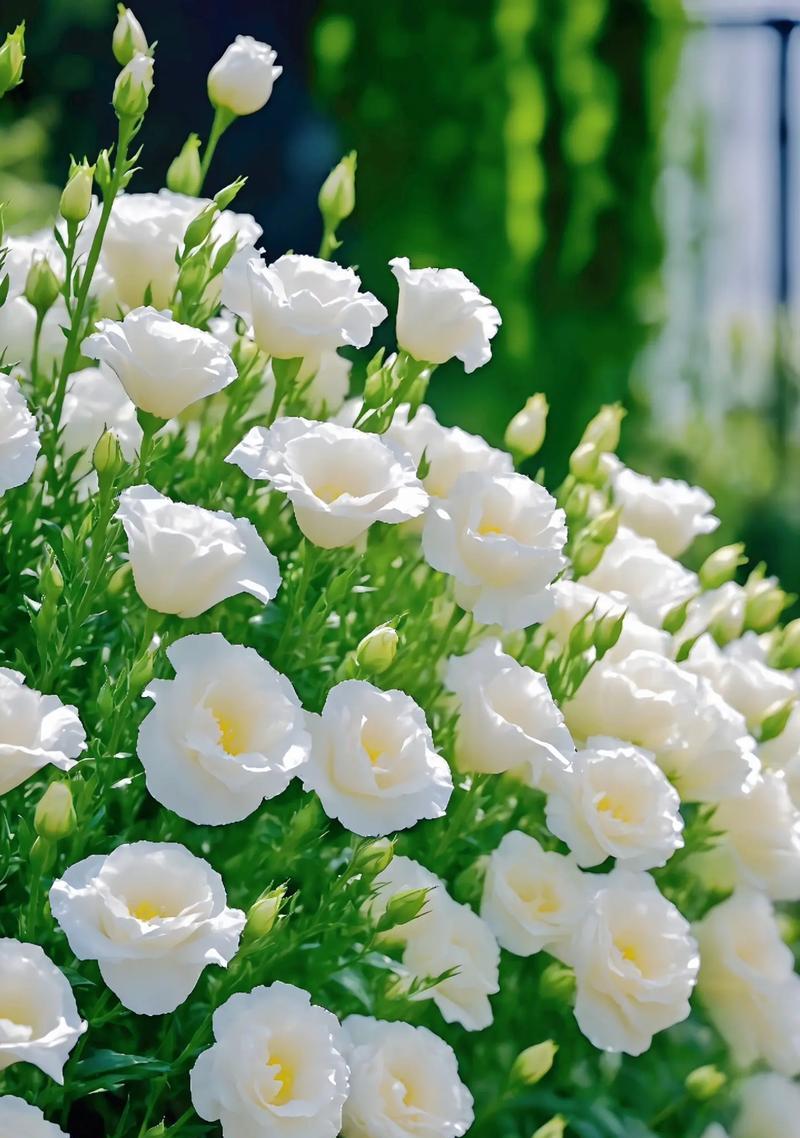 豆绿色玫瑰花的花语是什么？代表了哪种情感？