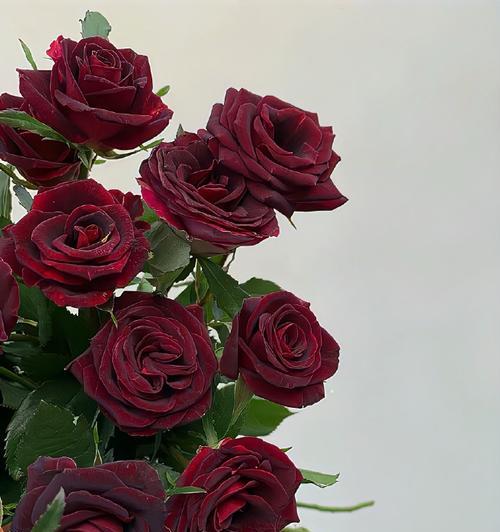 豆绿色玫瑰花的花语是什么？代表了哪种情感？