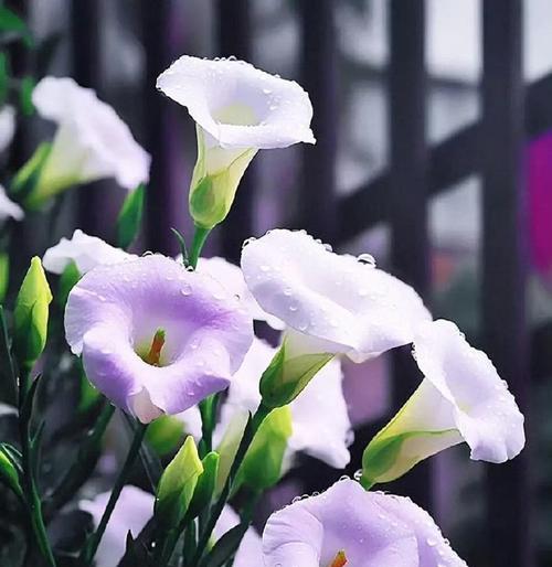 哪种花最能表达纯洁无瑕的感情？