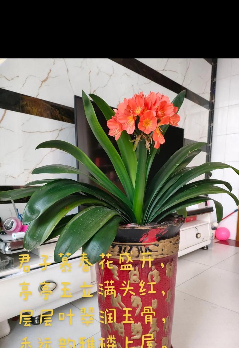君子兰象征的含义是什么？