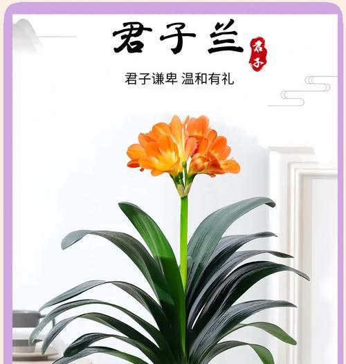 君子兰象征的含义是什么？