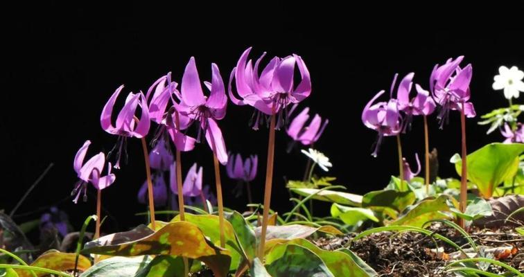 猪牙花的花语寓意是什么？猪牙花代表什么？
