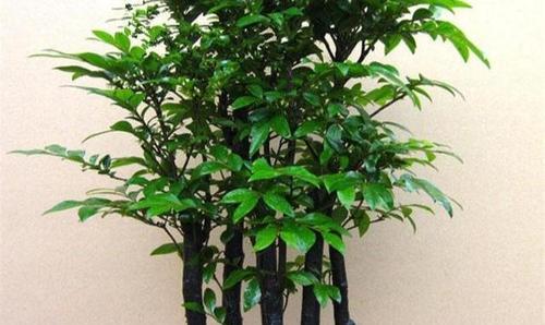 哪种花的花语象征灵魂之爱？