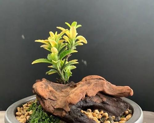 哪种花的花语象征灵魂之爱？