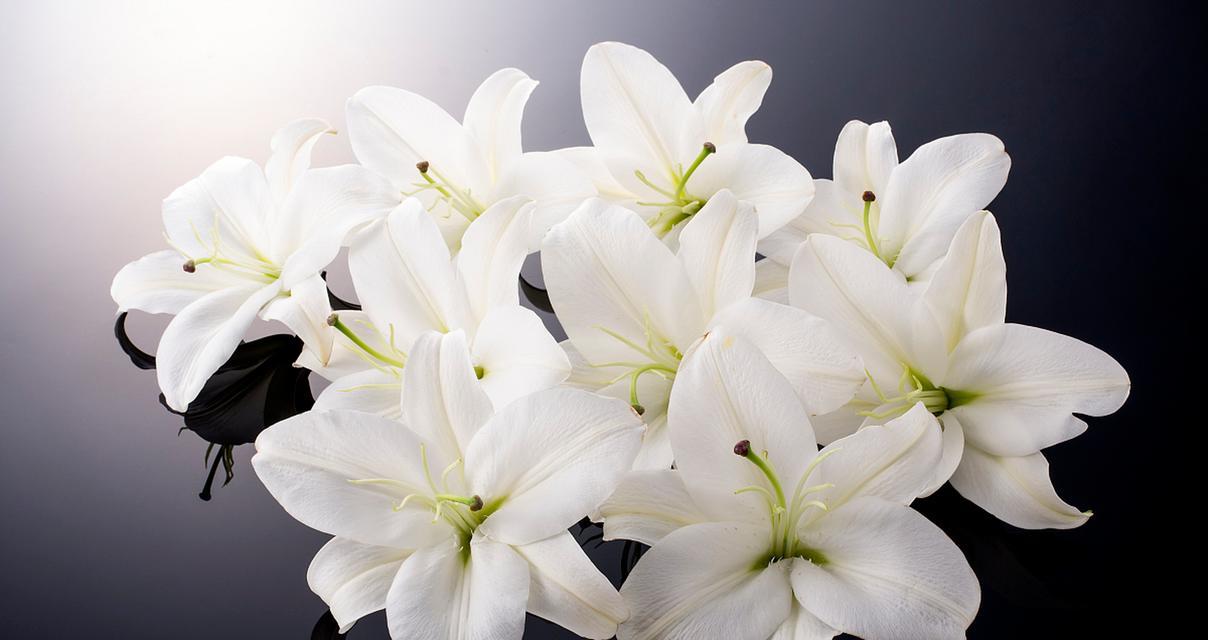 花语代表洁白的花是什么花？象征纯洁的花卉有哪些？