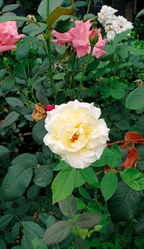 花语代表洁白的花是什么花？象征纯洁的花卉有哪些？