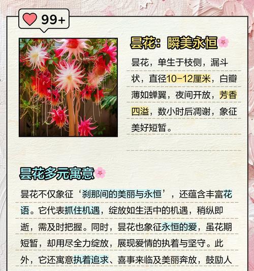 夜空闪闪亮的花语代表什么？