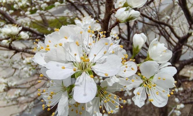 李花代表了什么？它的花语有何特别之处？