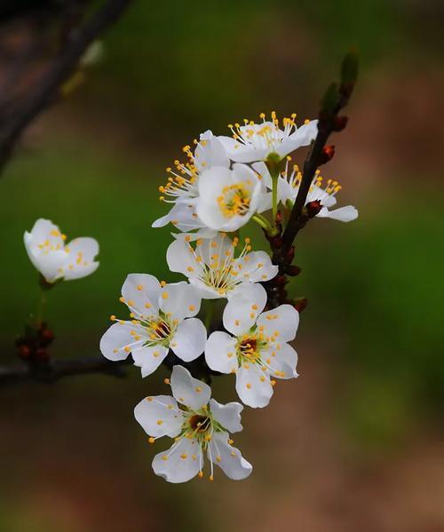 李花代表了什么？它的花语有何特别之处？