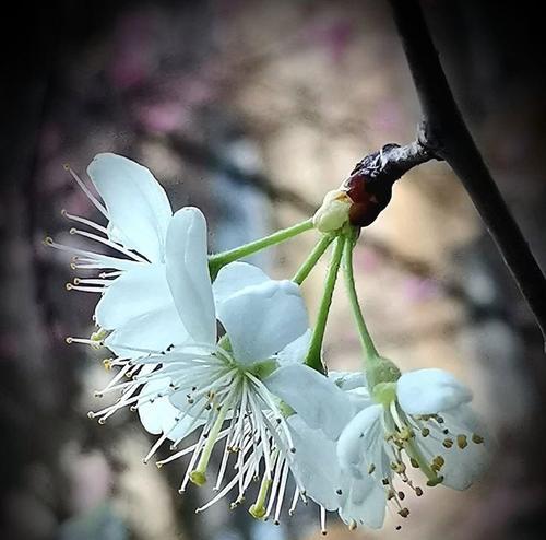 李花代表了什么？它的花语有何特别之处？