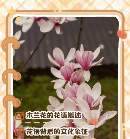 表面张扬内心纯粹的花语是什么意思？这种花语有何深层含义？
