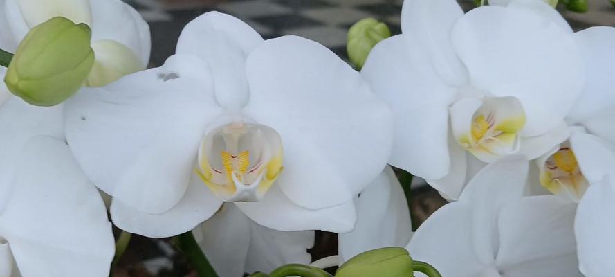蝴蝶兰白色花语代表什么？白色蝴蝶兰的寓意是什么？