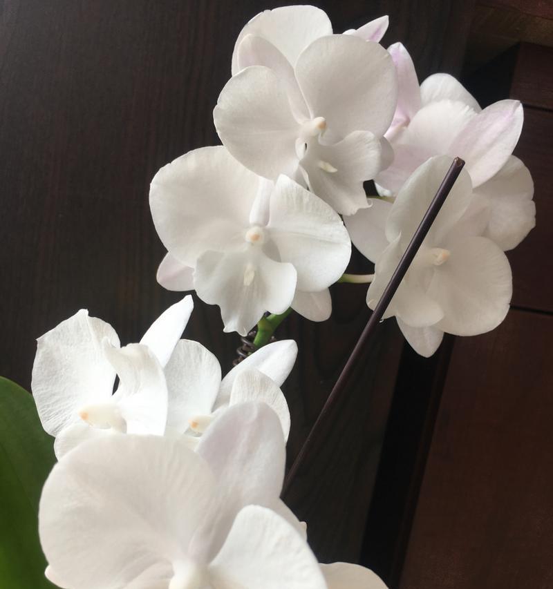 蝴蝶兰白色花语代表什么？白色蝴蝶兰的寓意是什么？
