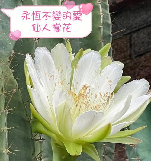 白熊彩掌的寓意和花语是什么？它代表了哪些情感？