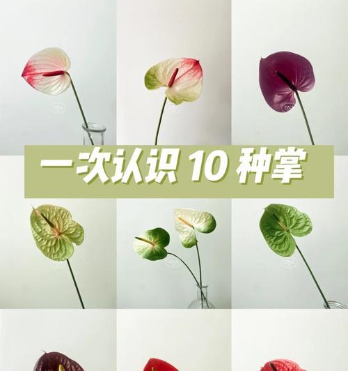 白熊彩掌的寓意和花语是什么？它代表了哪些情感？
