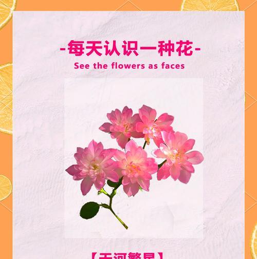 星空紫玫瑰花语有何寓意？代表什么？