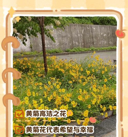 橘花的寓意和花语是什么？