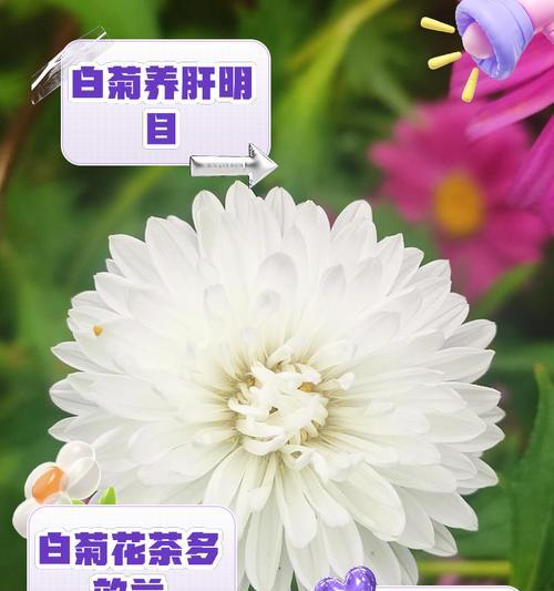 橘花的寓意和花语是什么？