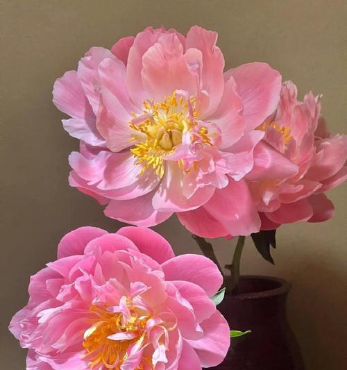 奶油芍药的花语有何特别之处？代表什么？