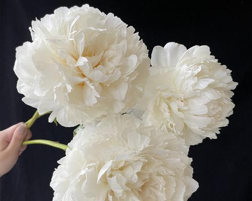 奶油芍药的花语有何特别之处？代表什么？