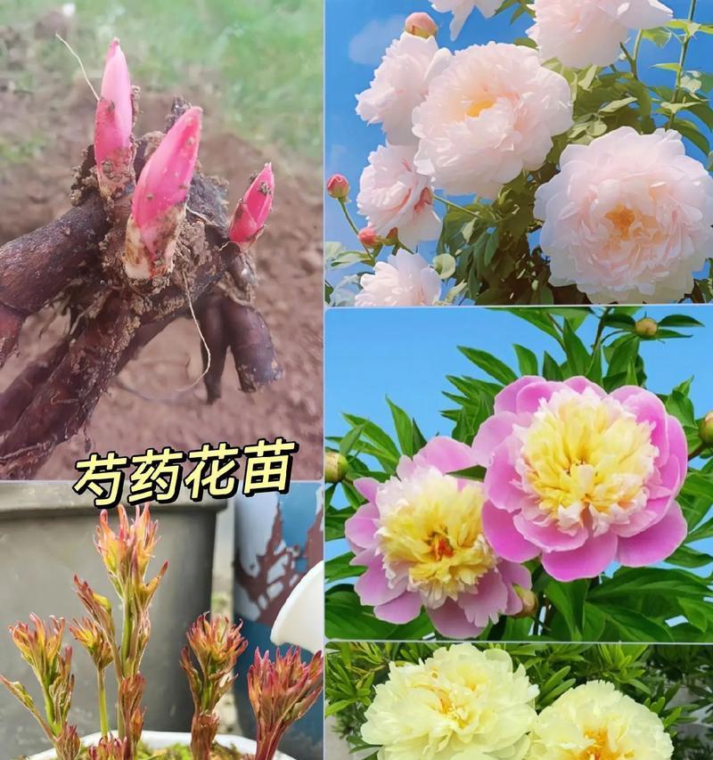 奶油芍药的花语有何特别之处？代表什么？