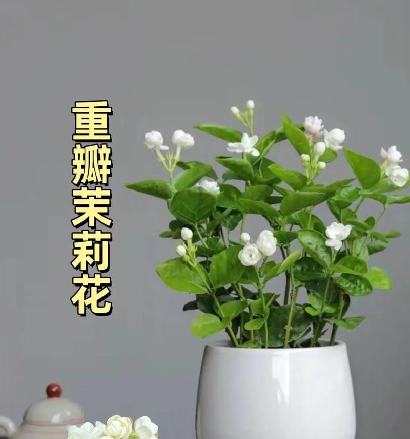最新的花语有哪些？