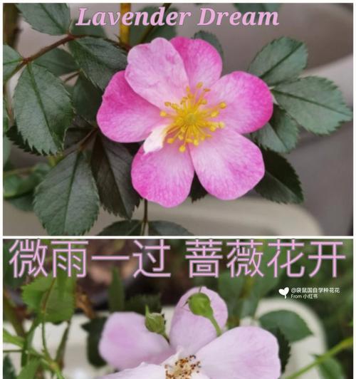 蔷薇的花语有哪些？蔷薇花象征着什么？