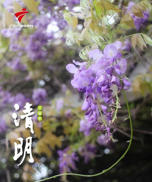 一盏梅的花语有何独特之处？