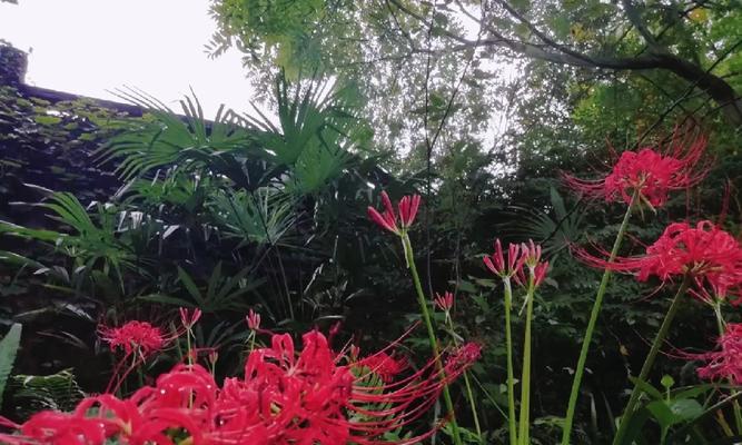 黄巨人花语的含义是什么？