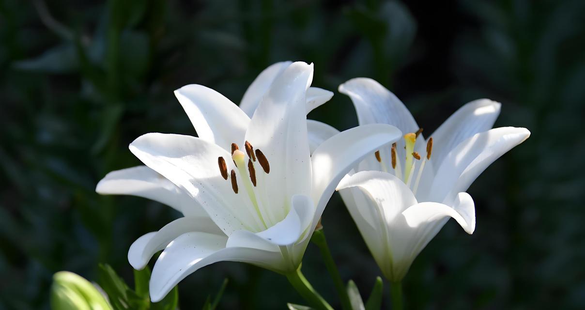 清水百合花语有何特别含义？