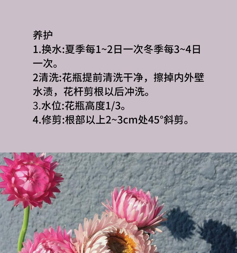 干花的种类有哪些？它们各自的花语是什么？