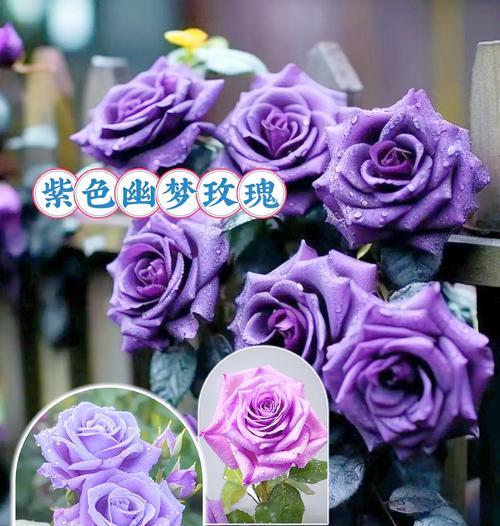 黄梅紫色花语代表什么含义？