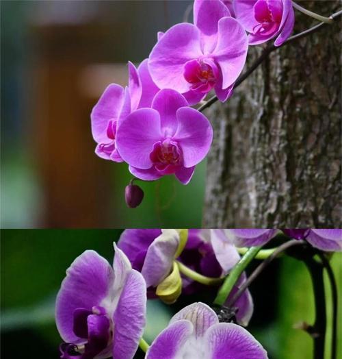 黄梅紫色花语代表什么含义？