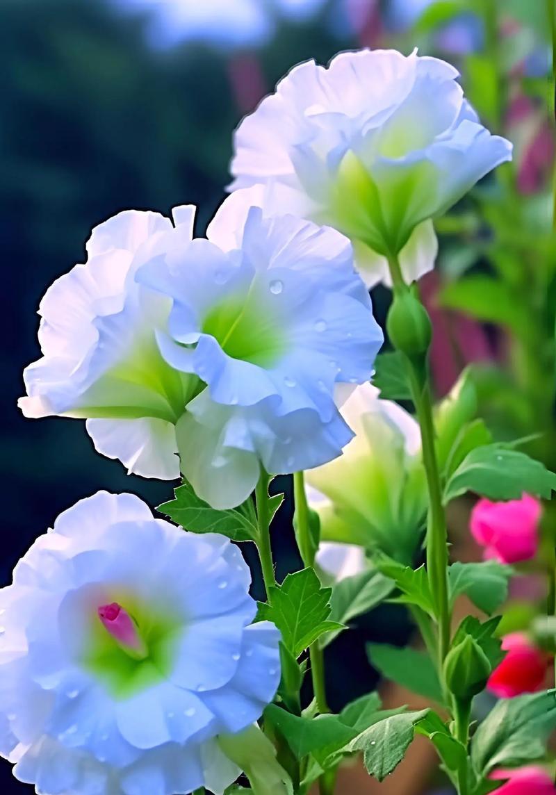 杨戬梗的花语代表什么含义？