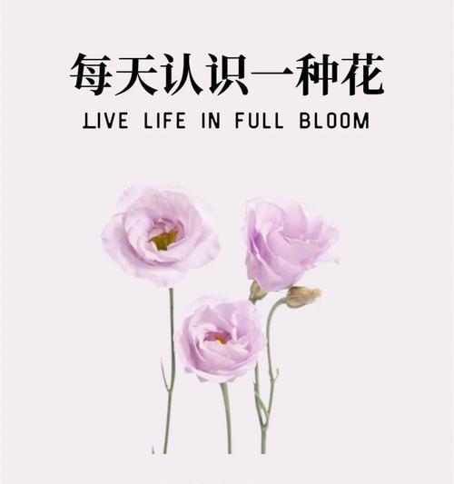 杨戬梗的花语代表什么含义？