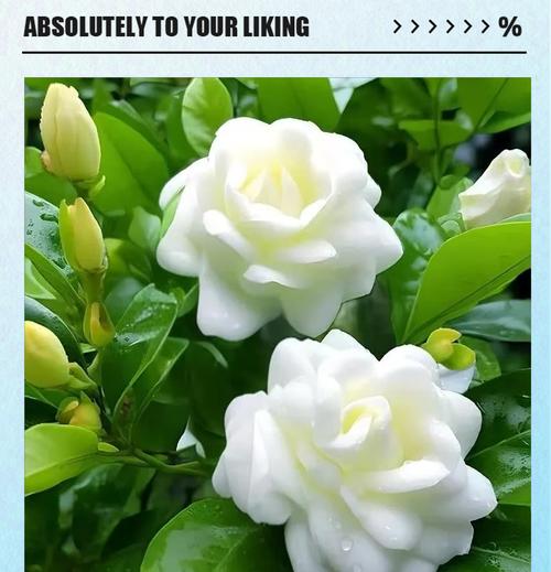 枙子花的花语有哪些？它在传统中代表什么？