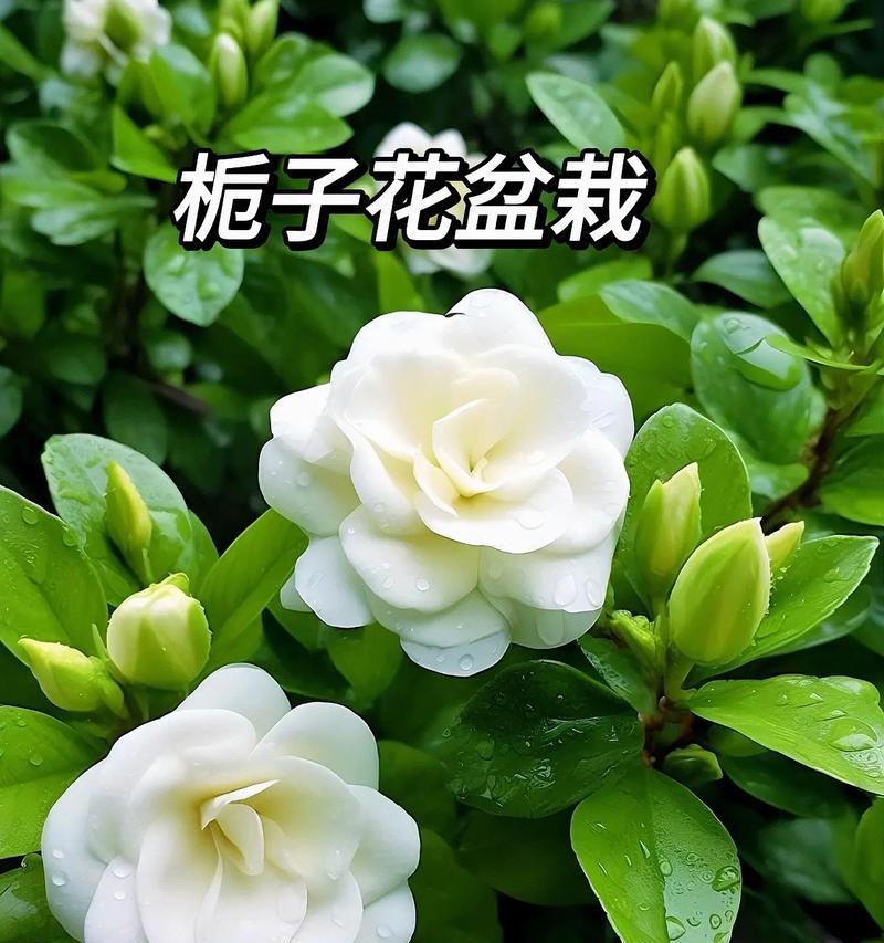 枙子花的花语有哪些？它在传统中代表什么？