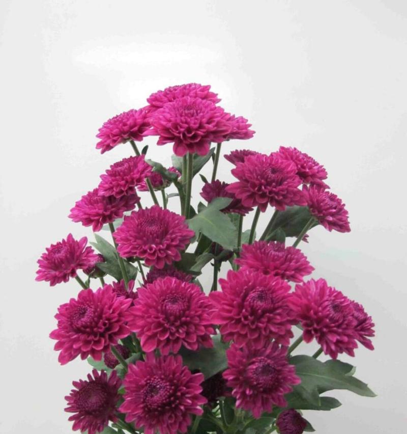 黑白雏菊代表什么？花语有哪些含义？