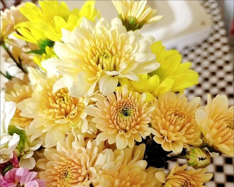 黑白雏菊代表什么？花语有哪些含义？