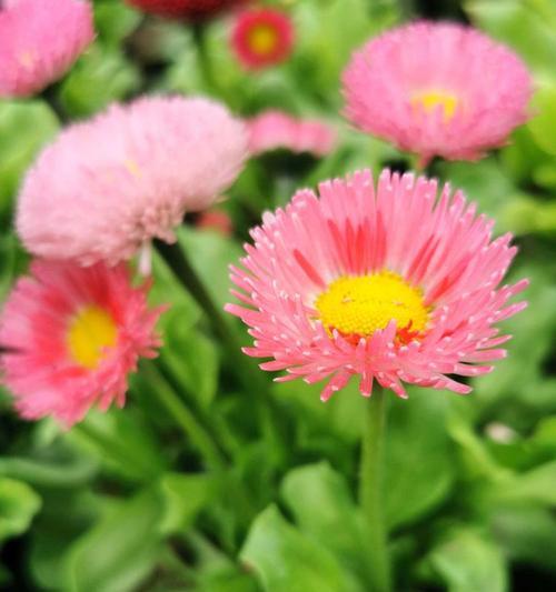黑白雏菊代表什么？花语有哪些含义？