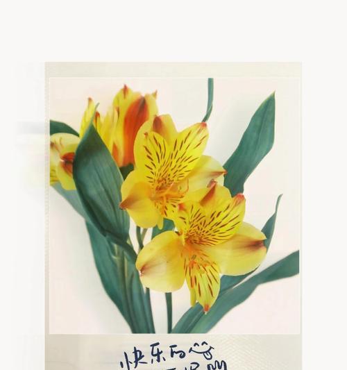 哪种花的花语意味着期待回应？