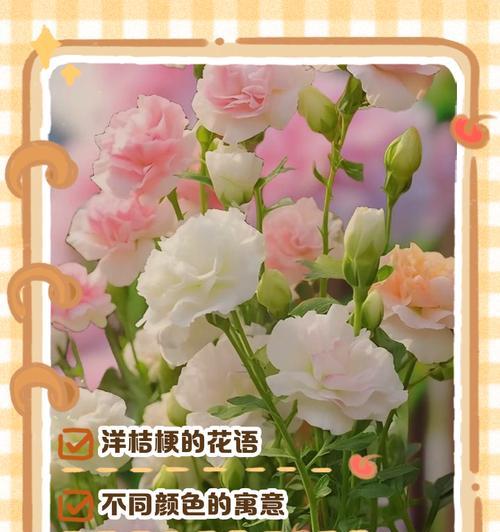 蓝星花与洋桔梗的花语有何不同？