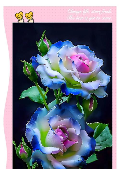 蓝星花与洋桔梗的花语有何不同？